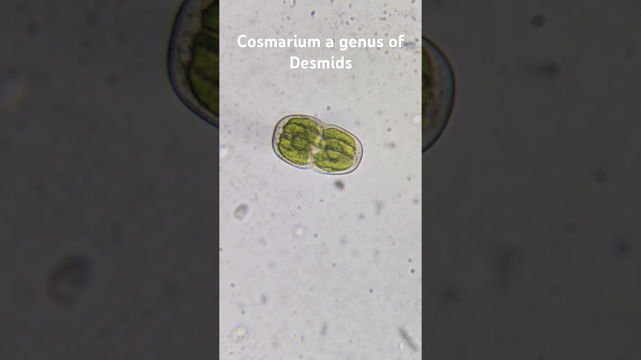 cosmarium a type of desmid under the microscope 
