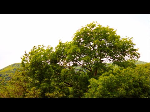 სამარიტელის კვირა - მამა ბენიამინი (30.05.21 წ.)