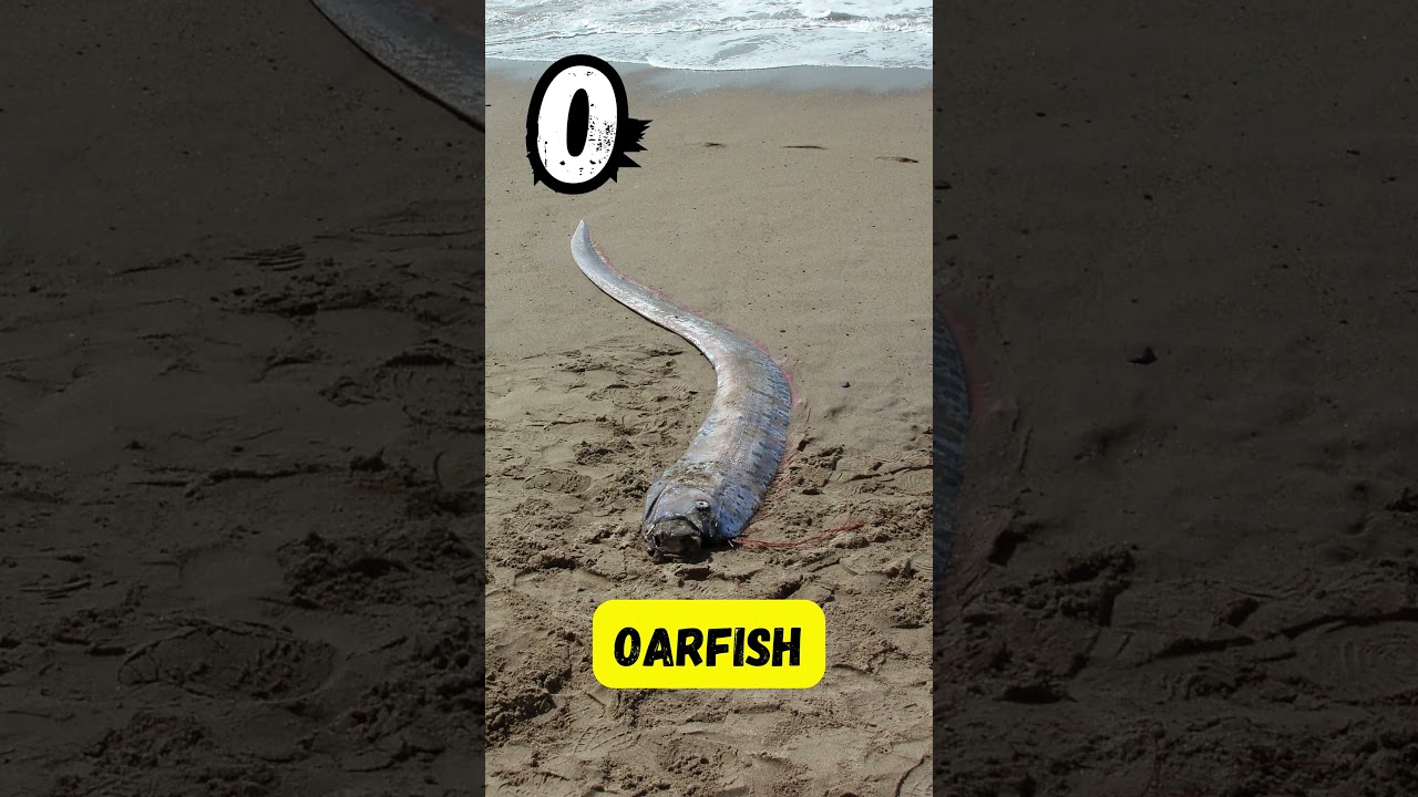 ABC Sea Animal Song 🌊 | Fun A to Z Ocean Animals for Kids | UZR Learning | 