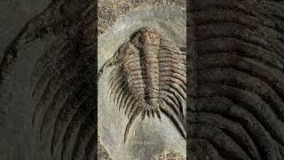 Ultra-Rare Foulonia peregrina Fossil Upper Fezouata Shale | 470M-Year-Old Ordovician Marvel