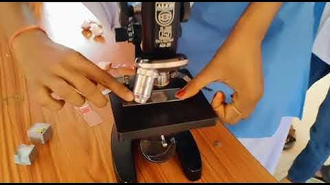 Microscopic view of Green -algae