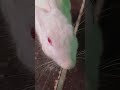 #rabbitlovers #cuterabbit #funnyrabbit #cute #trending #shortvideo
