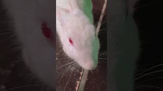 #rabbitlovers #cuterabbit #funnyrabbit #cute #trending #shortvideo