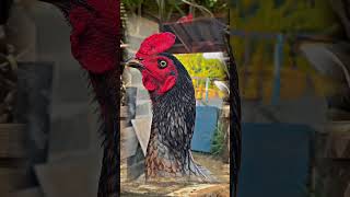 Power Full #rooster #viral #fyp