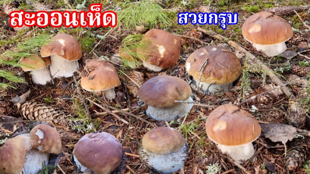 เก็บตกเห็ดผึ้งหวานดอกกรุบๆ