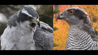 Falconry: American goshawk vs Eurasian goshawk