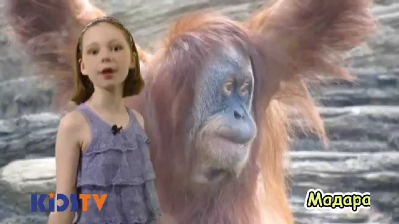 Academy KIDSTV - Путешествие на черепахе № 31