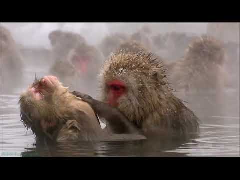 Дикая природа Японии - Снежные обезьяны и вулканы #nationalgeographic