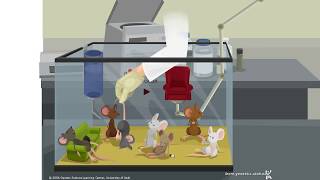Walkthrough of Mouse Party