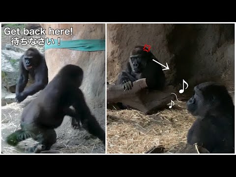 Mom is Furious with a Naughty Gorillaイタズラ娘に激怒するお母さんゴリラ