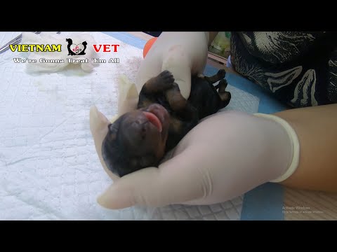 Reviving cutest baby newborn puppies – God has saved these little baby dogs