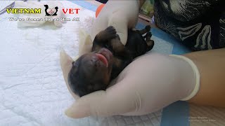 Reviving cutest baby newborn puppies – God has saved these little baby dogs