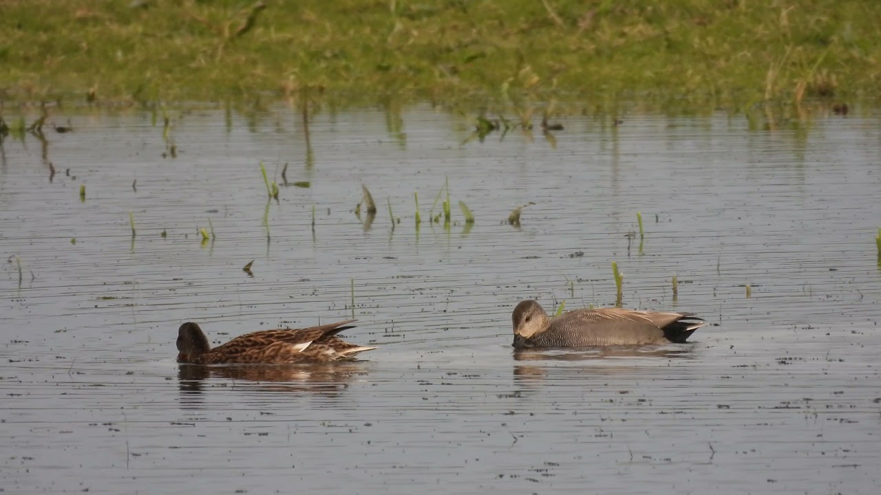 Krakwa (Mareca strepera)