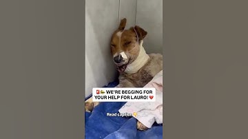 please consider donating any amount to our Paypal link in bio #DogRescue #AdoptDontShop #DogCharity