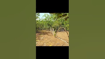 Primitive Technology  Man Trapping Bird In Jungle #shorts