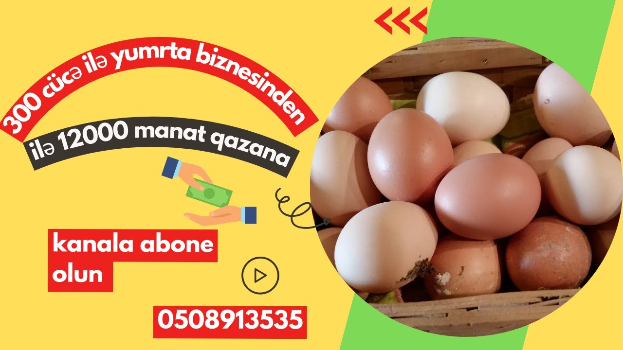 Yumurta sataraq ile 12000 manat qazan (YUMURTA BIZNESI)