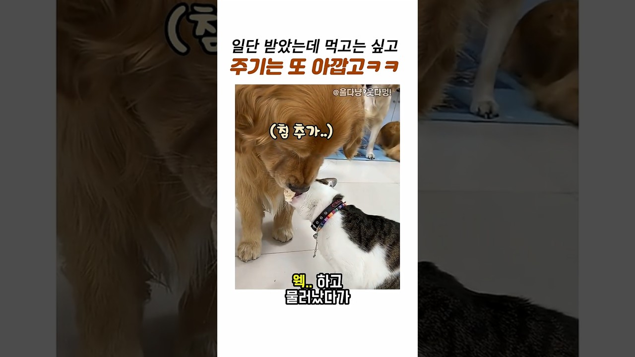 침 질질 나눠주기는 아까운 맘약한 리트리버