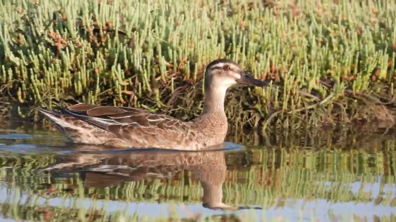 Garganey, Marzaiola (Anas querquedula)