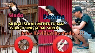 Cara Mudah Menentukan Usia Burung Jalak Suren