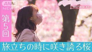 さくらニュース2022　～開花から散りゆくまで～　第5回「旅立ちの時に咲き誇る桜」(2022年4月4日)