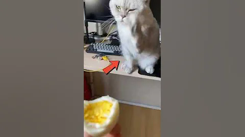 Video 11670731: cats funny fails compilation, laugh cat, cute cat fail