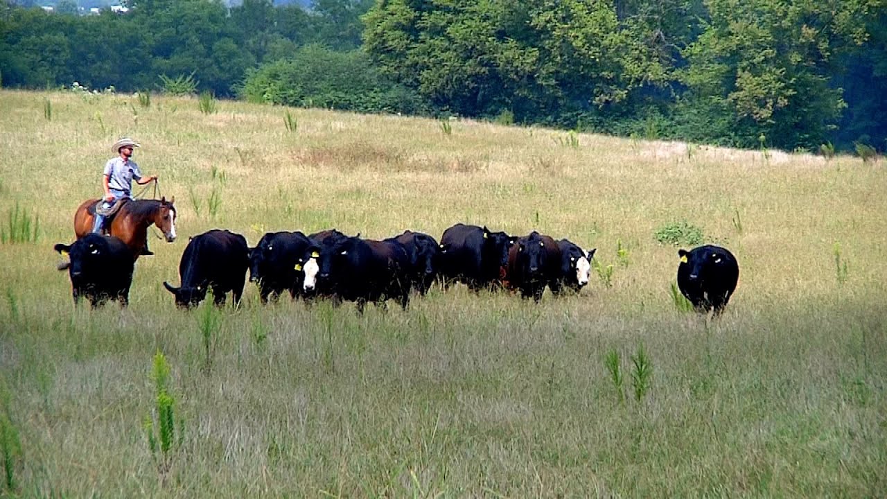 Precision Agriculture Livestock Farming