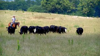 Precision Agriculture Livestock Farming