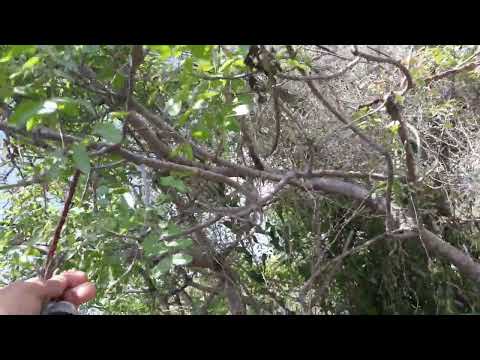 صيد سقلين تاني يوم صيد سقلين 