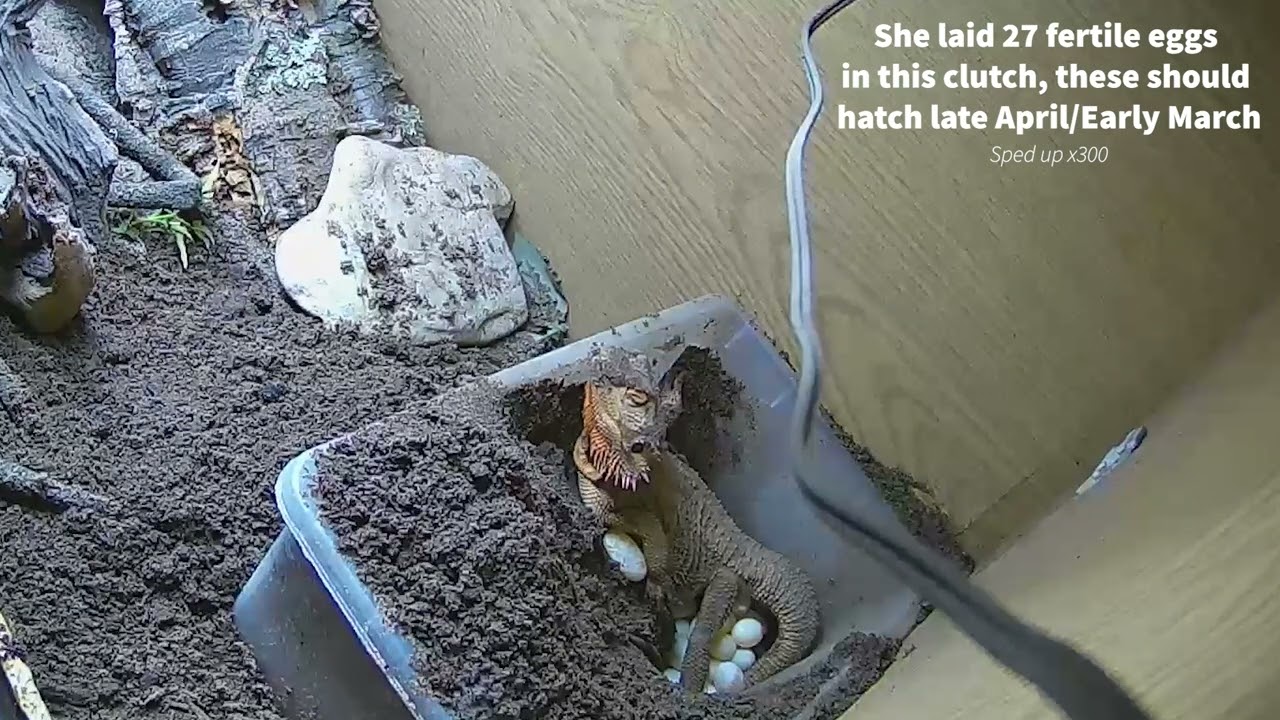 Rare footage of Bearded Dragon laying eggs! Time lapse of my Bearded Dragon laying her eggs!