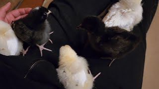 I adopted 5 baby chickens!!