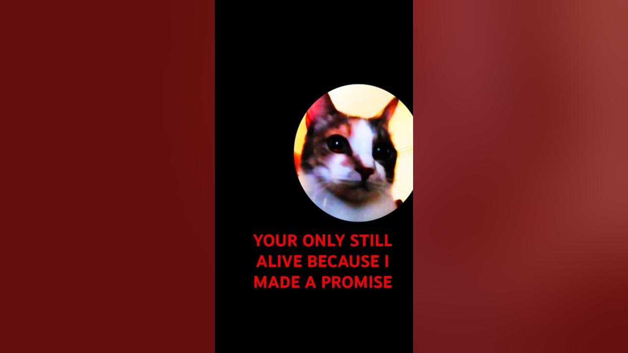 I Am The Mastermind He's My Accomplice I am the mastermind he's my accomplice! #to the bone #cat #bunny - YouTube