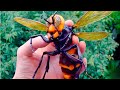 Top 10 most dangerous insects in the world  1 minute animals