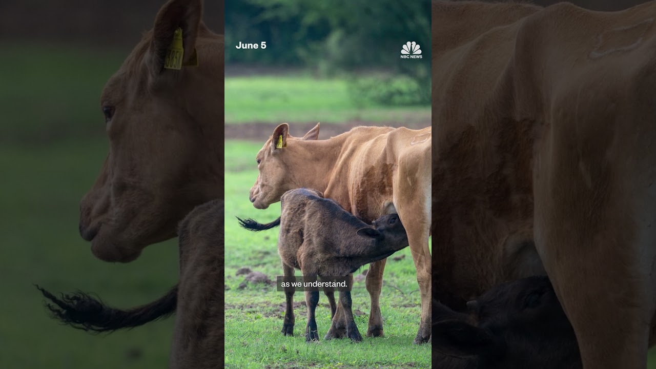 Flesh-eating screwworm threatens U.S. livestock Flesh-eating screwworm threatens U.S. livestock
