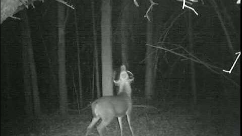 Working scrape at night (Video from Leaf River iR-7SS)