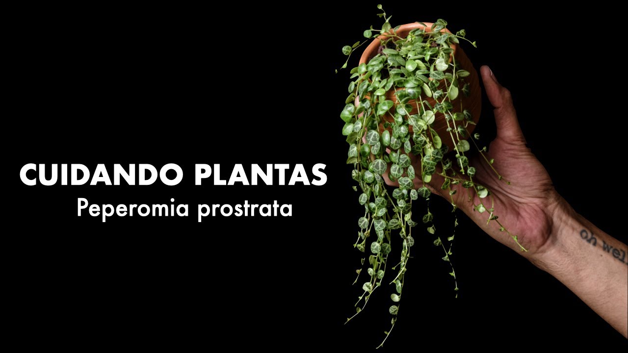 🌱 Cuidando Plantas: Peperomia prostrata 🪴 TIPS para tener una Cadena de Tortugas INCREÍBLE! 🐢