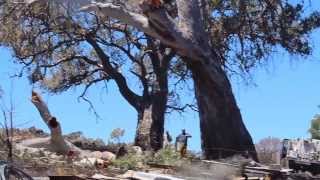 BAROSSA VALLEY EASTERN RANGES LOSE MANY BIG GUMS IN JAUNUARY 17 (2014) FIRES