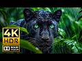 Epic Wildlife In 4K HDR Cinematic Music Vivid OLED Test 4K 8K Video TV 