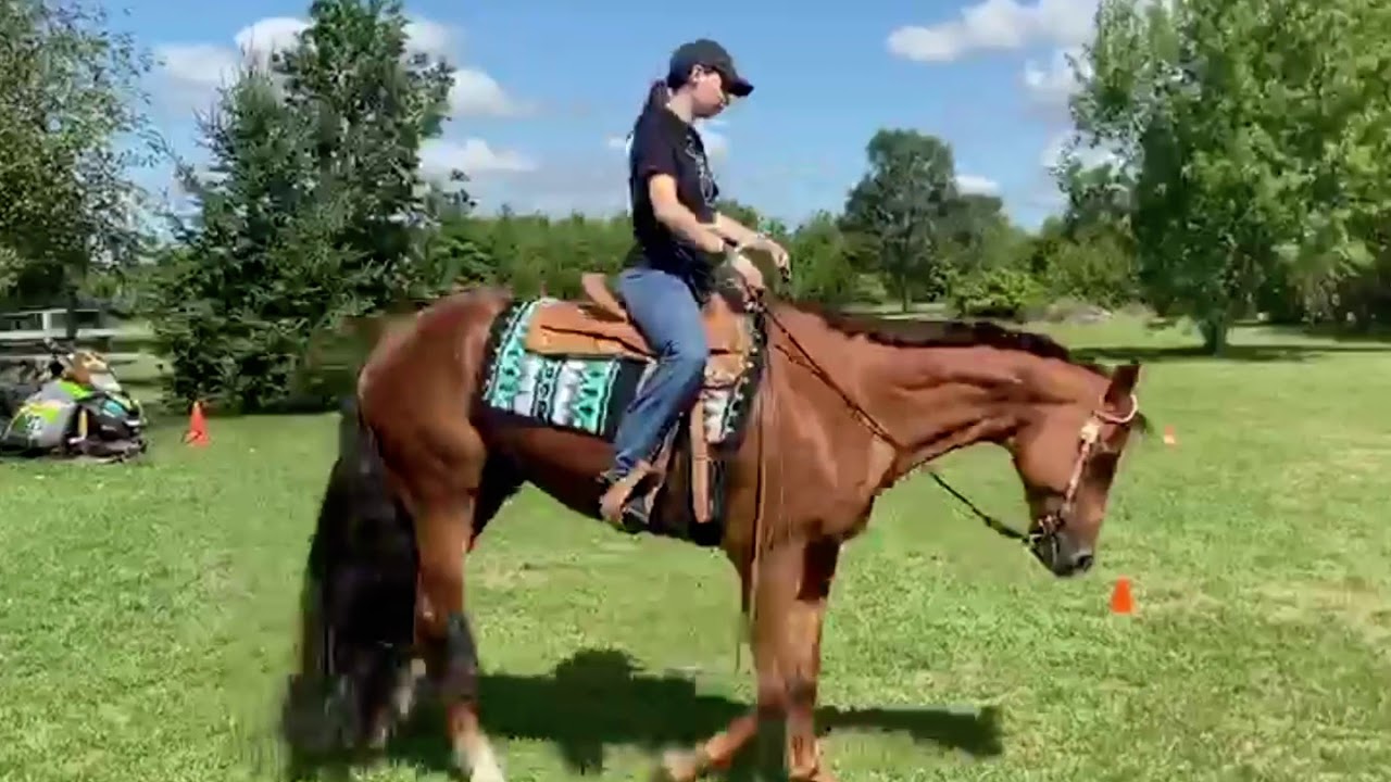 Sensational Country 2008 ApHC Gelding