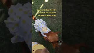 Available for adoption - Emily & Ruby Red