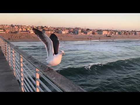 MY DAILY WALK, HERMOSA BEACH CALIFORNIA 11-25-20
