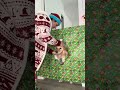 The last photo has my heart🥹🐶😭 #trend #dog #christmas #corgi