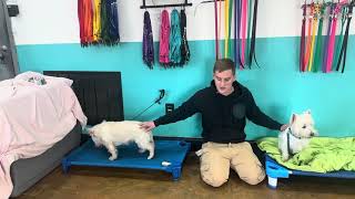 Know Your Breeds: Scottish Terrier and West Highland White Terrier