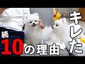優しいポメラニアンがキレてしまった10の理由2