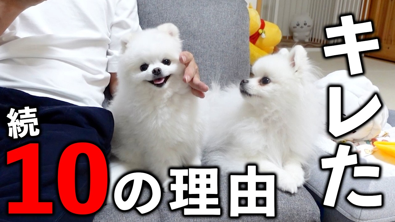 優しいポメラニアンがキレてしまった10の理由2