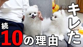 優しいポメラニアンがキレてしまった10の理由2