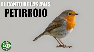 Escucha El Canto Del Petirrojo Sonido De Ave Común