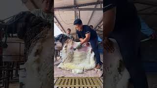 Pro Level Shearing Removing a Whole Fleece in Seconds: Incredible Speed How a Professional Shears