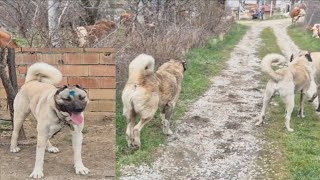 Köyün İnekleri̇ Ve Kanğal Köpekleri̇ Barut Vs Bulut Çilgina Döndüler