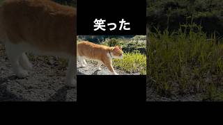 笑った度99%…妹に無視された兄猫 #shorts