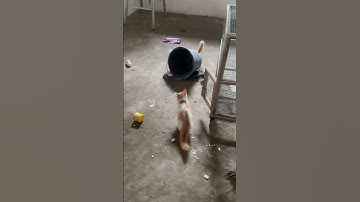 Can he catch the mice ？#cat #cats #catvideos #catshorts